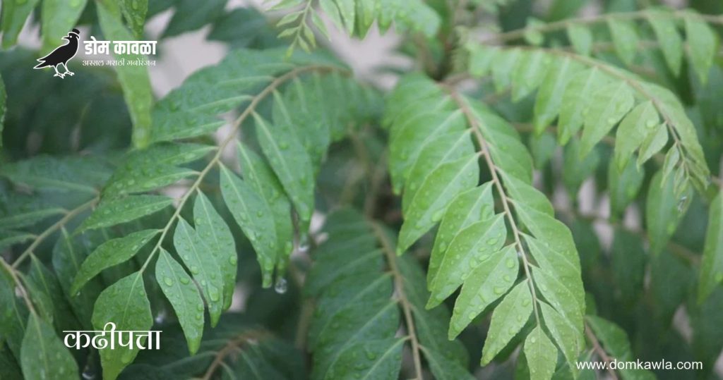 Benefit of Curry leaves