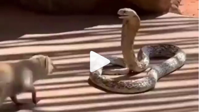 Snake and Mongoose Fight