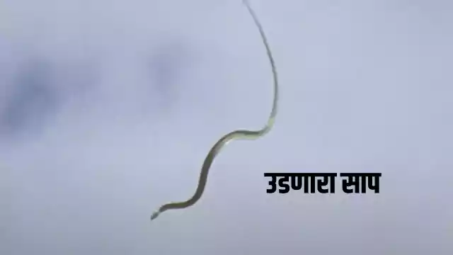 Flying Snakes in India